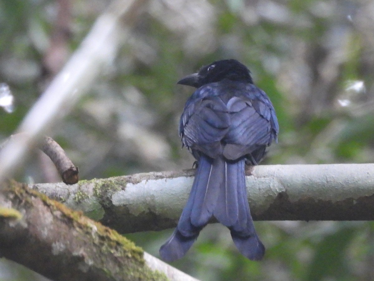 Sri Lanka Drongo - ML641898697