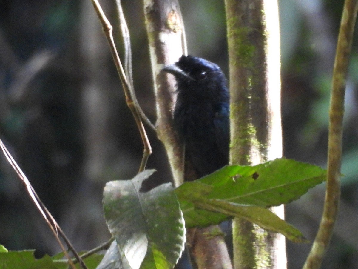 Sri Lanka Drongo - ML641898698