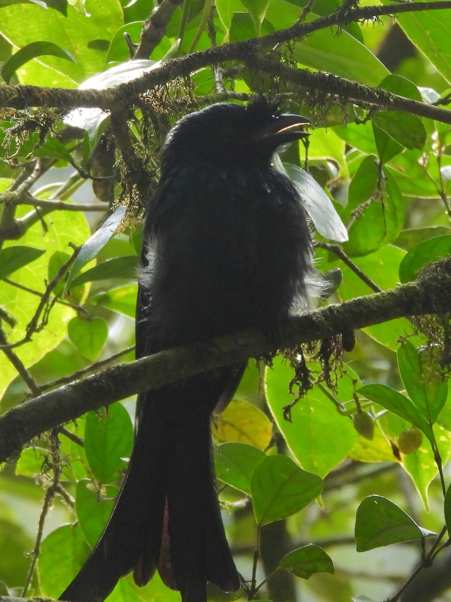 Sri Lanka Drongo - ML641898699