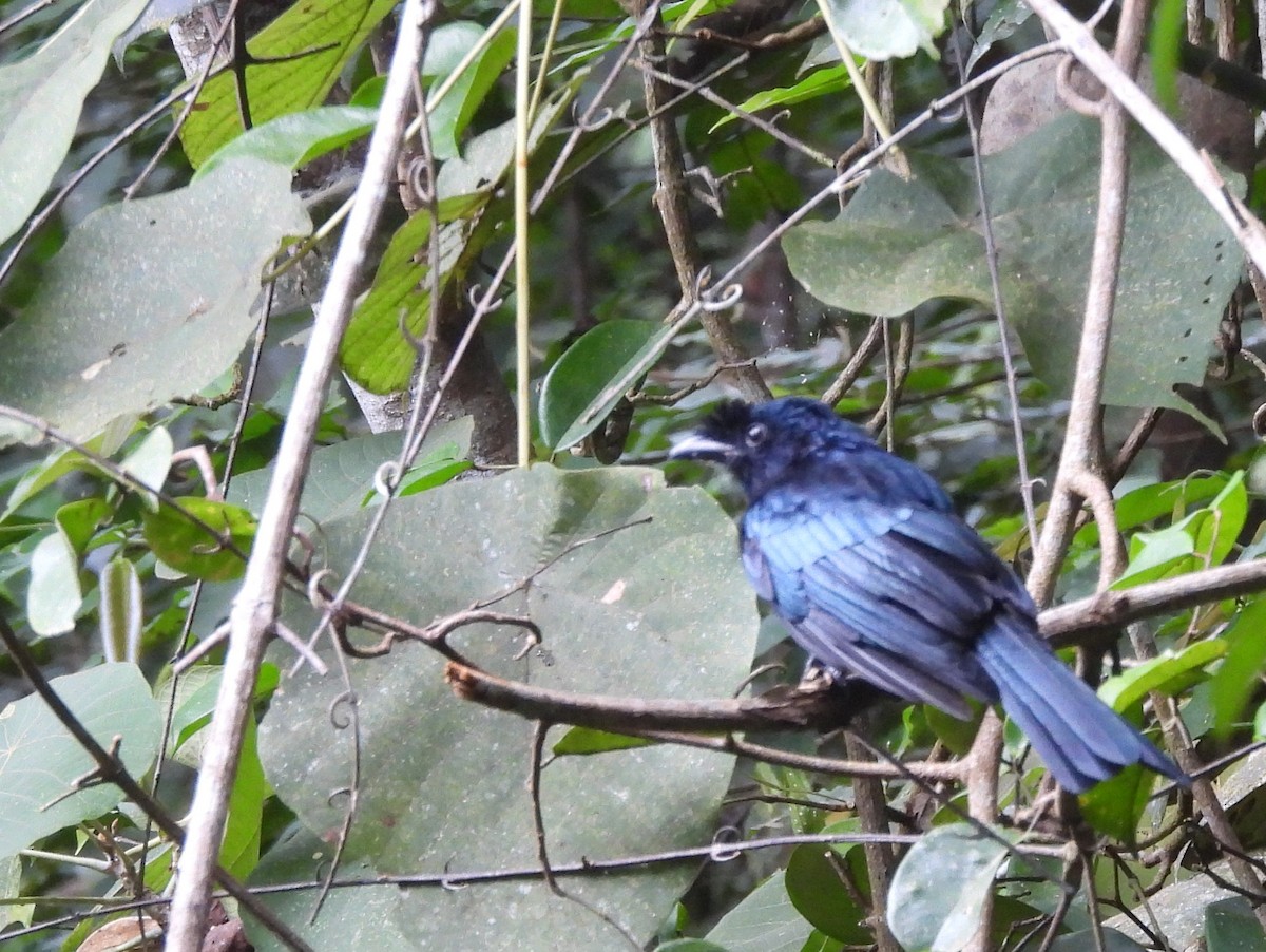 Sri Lanka Drongo - ML641898700
