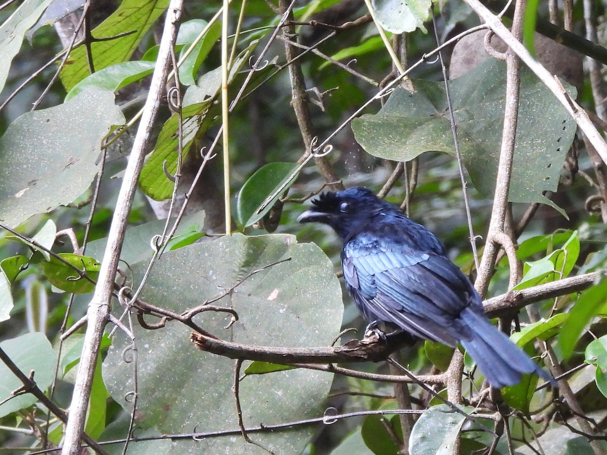 Sri Lanka Drongo - ML641898701