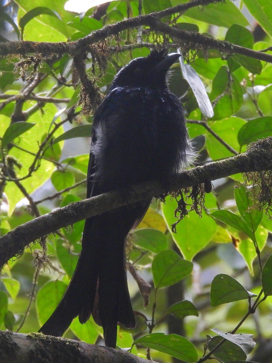 Sri Lanka Drongo - ML641898702