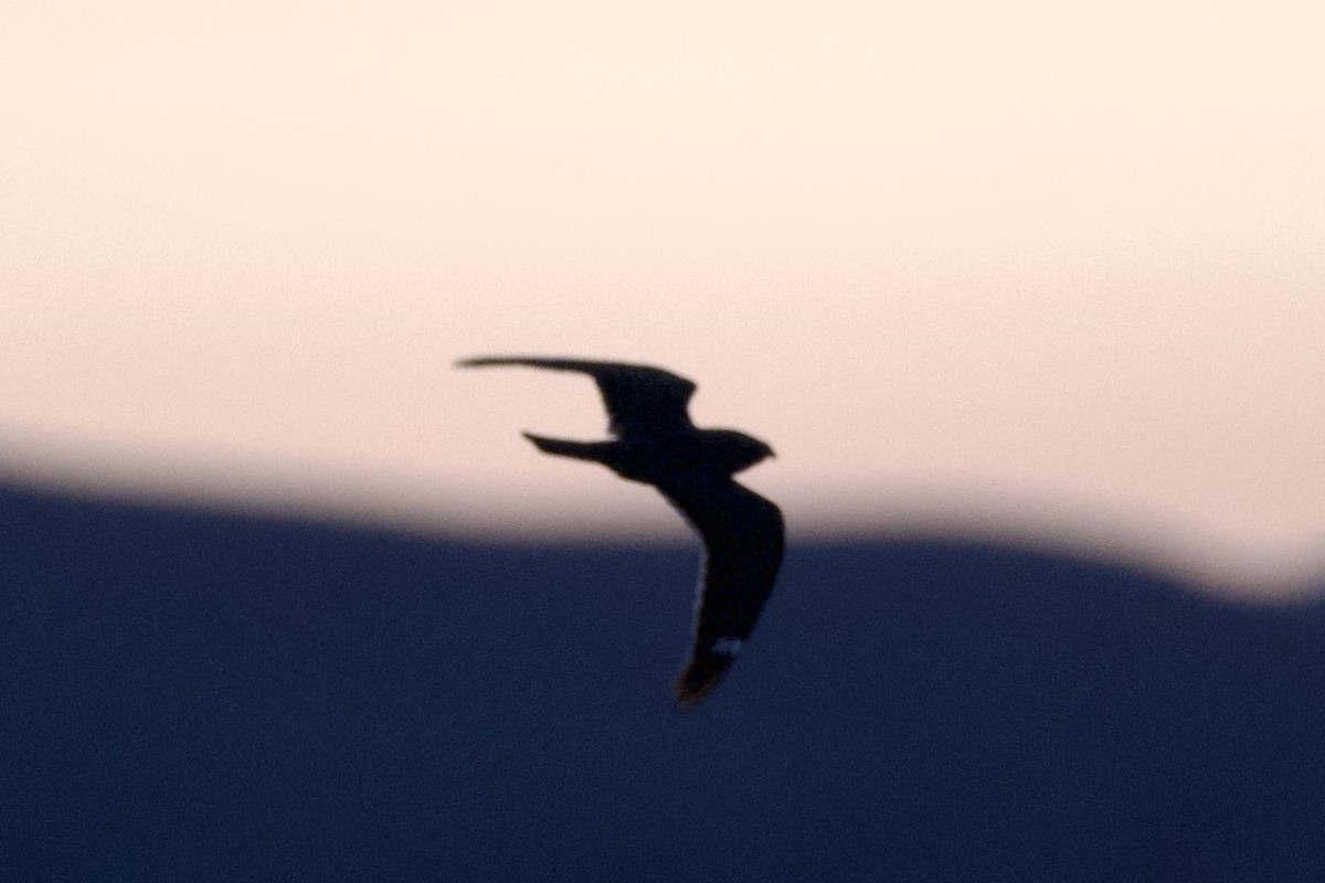Lesser Nighthawk - ML641898719