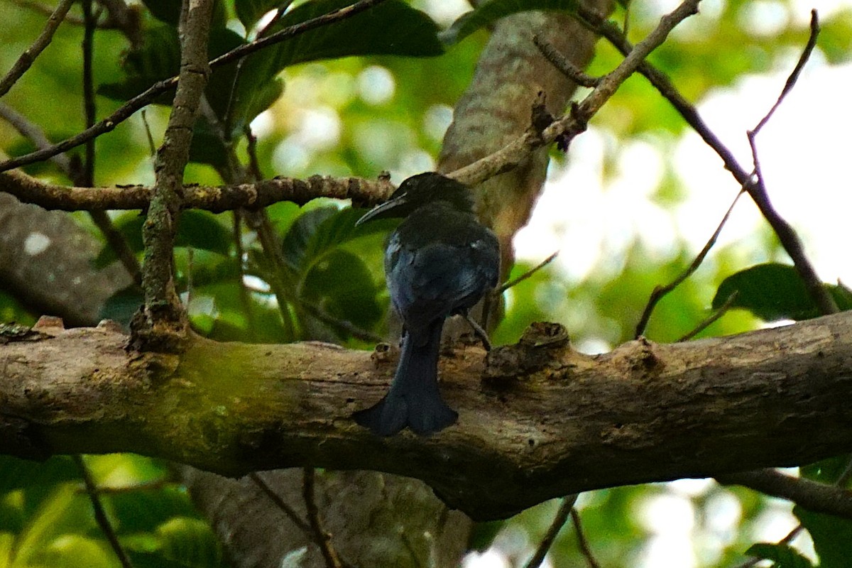 Kara Drongo - ML641898729