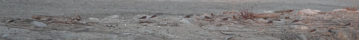 Çayır Cılıbıtı - ML641898756