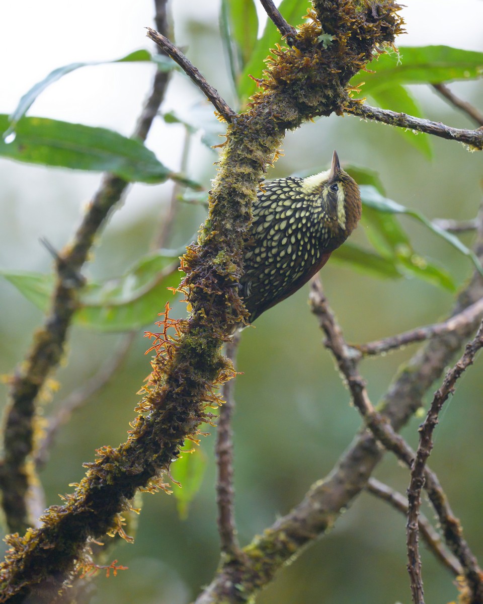 Pearled Treerunner - ML641898802