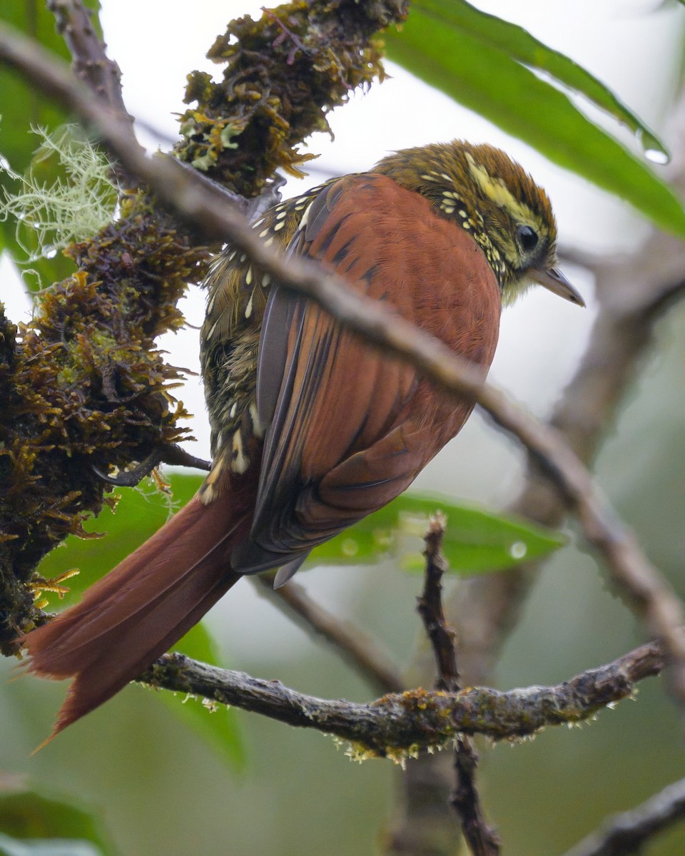 Pearled Treerunner - ML641898804