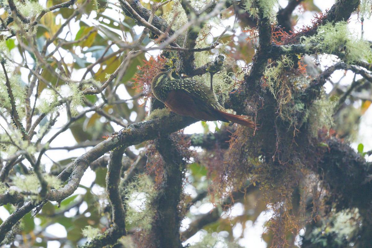 Pearled Treerunner - ML641898806