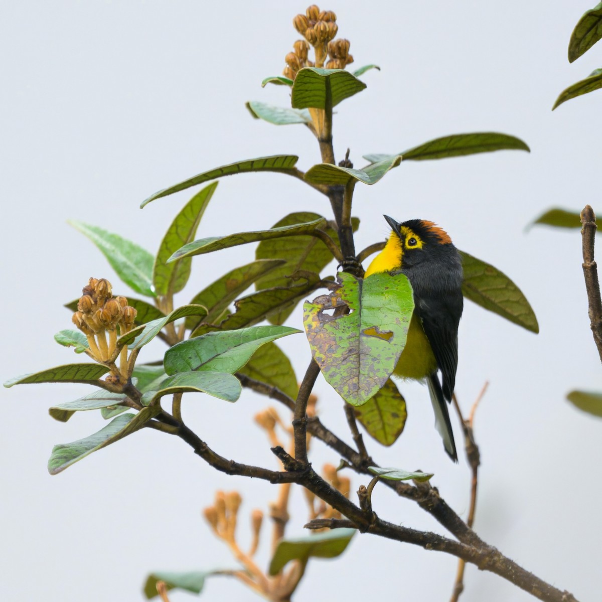 Spectacled Redstart - ML641898813