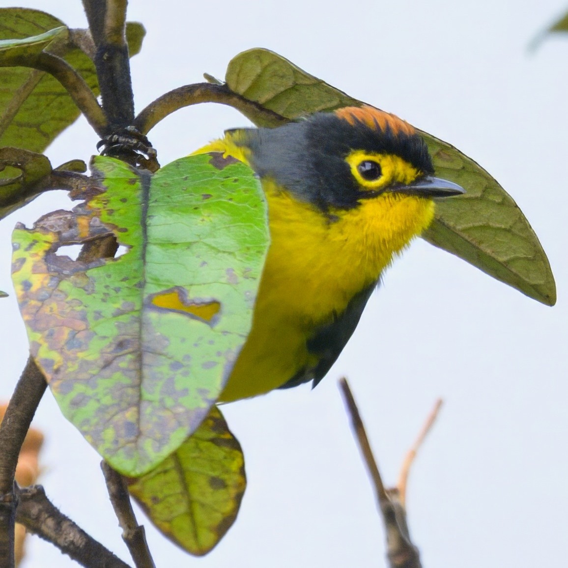 Spectacled Redstart - ML641898814