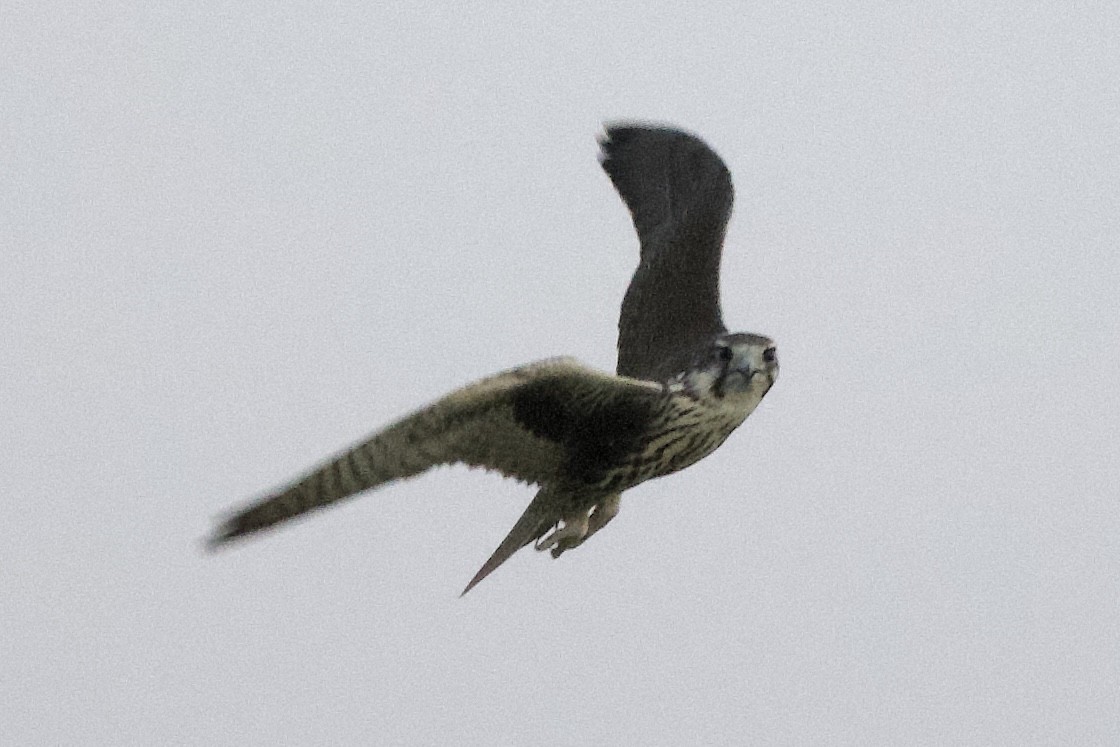 Prairie Falcon - ML641898828