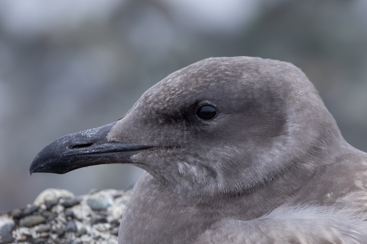 Glaucous-winged Gull - ML641898837