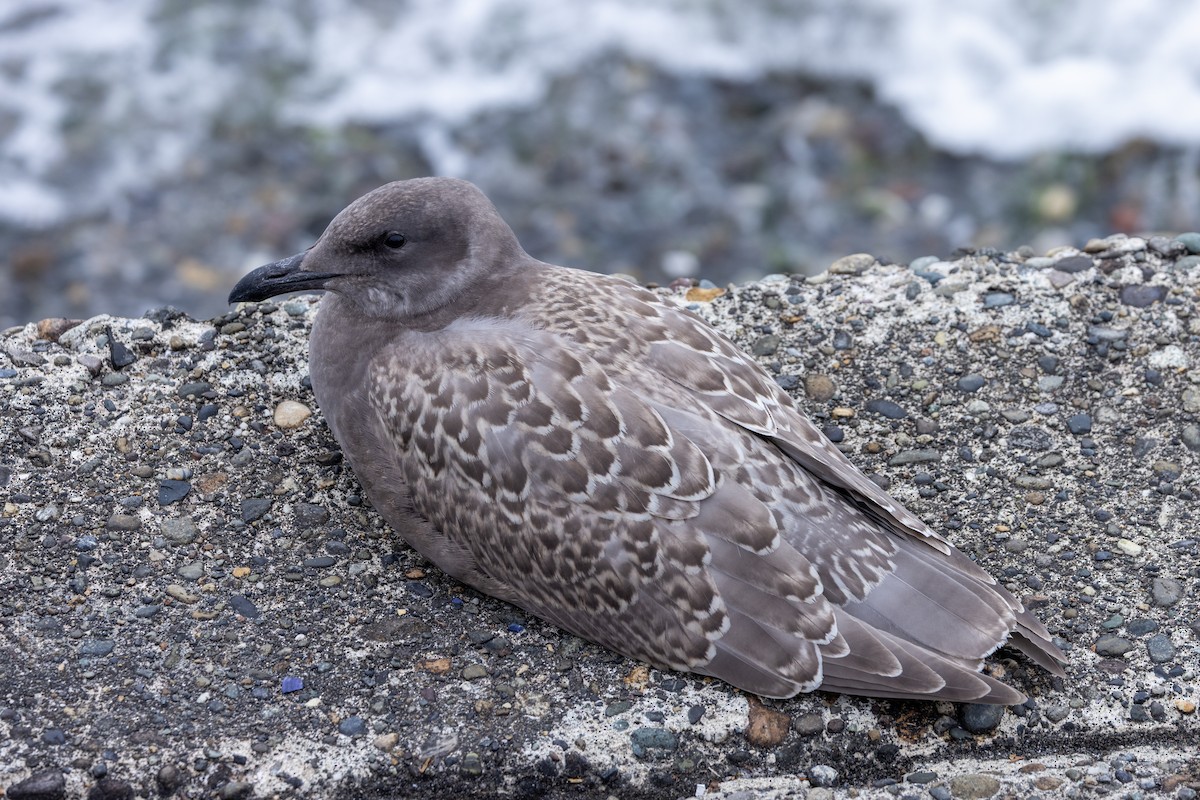 Glaucous-winged Gull - ML641898838