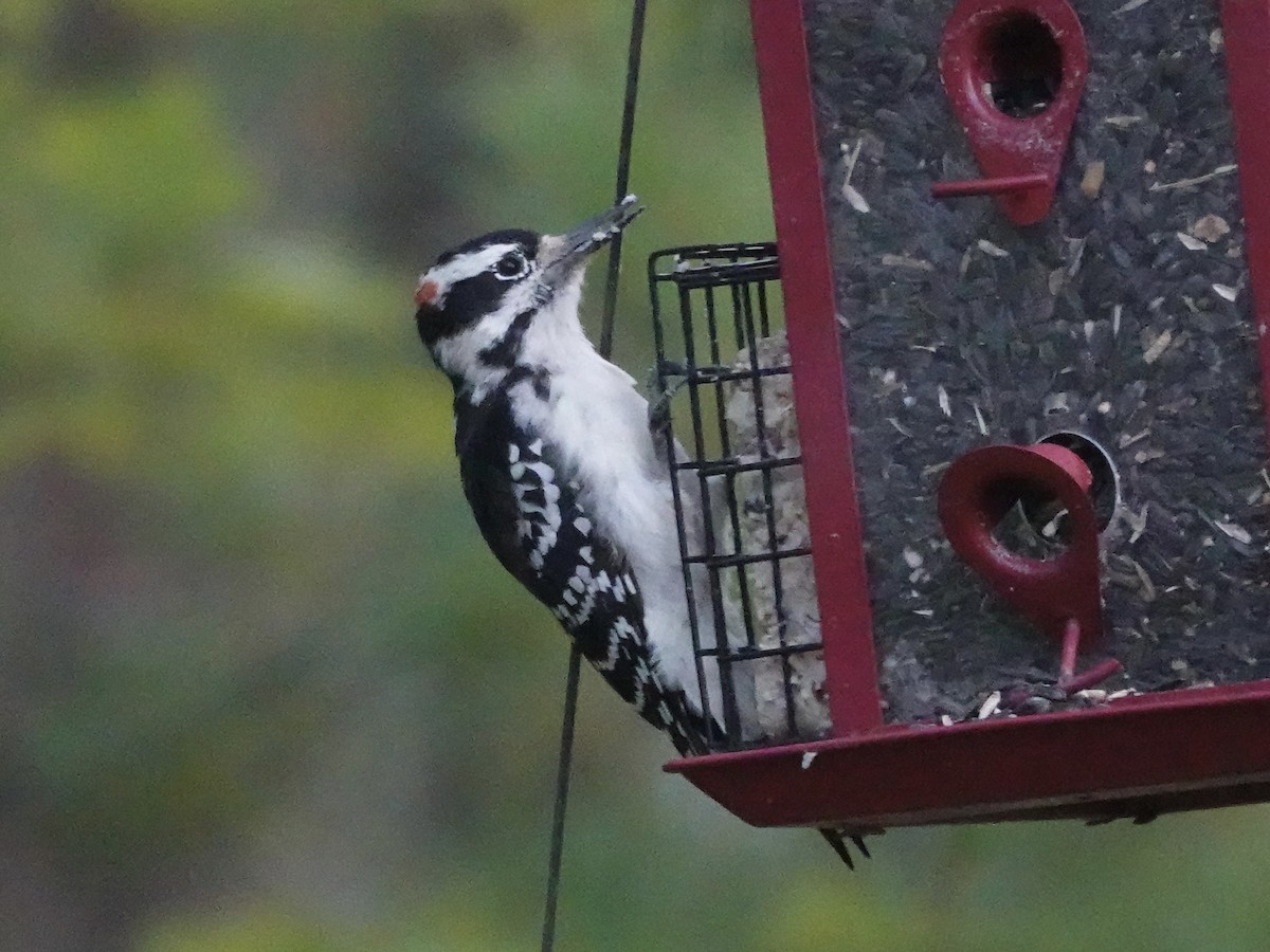 Hairy Woodpecker - ML641898841