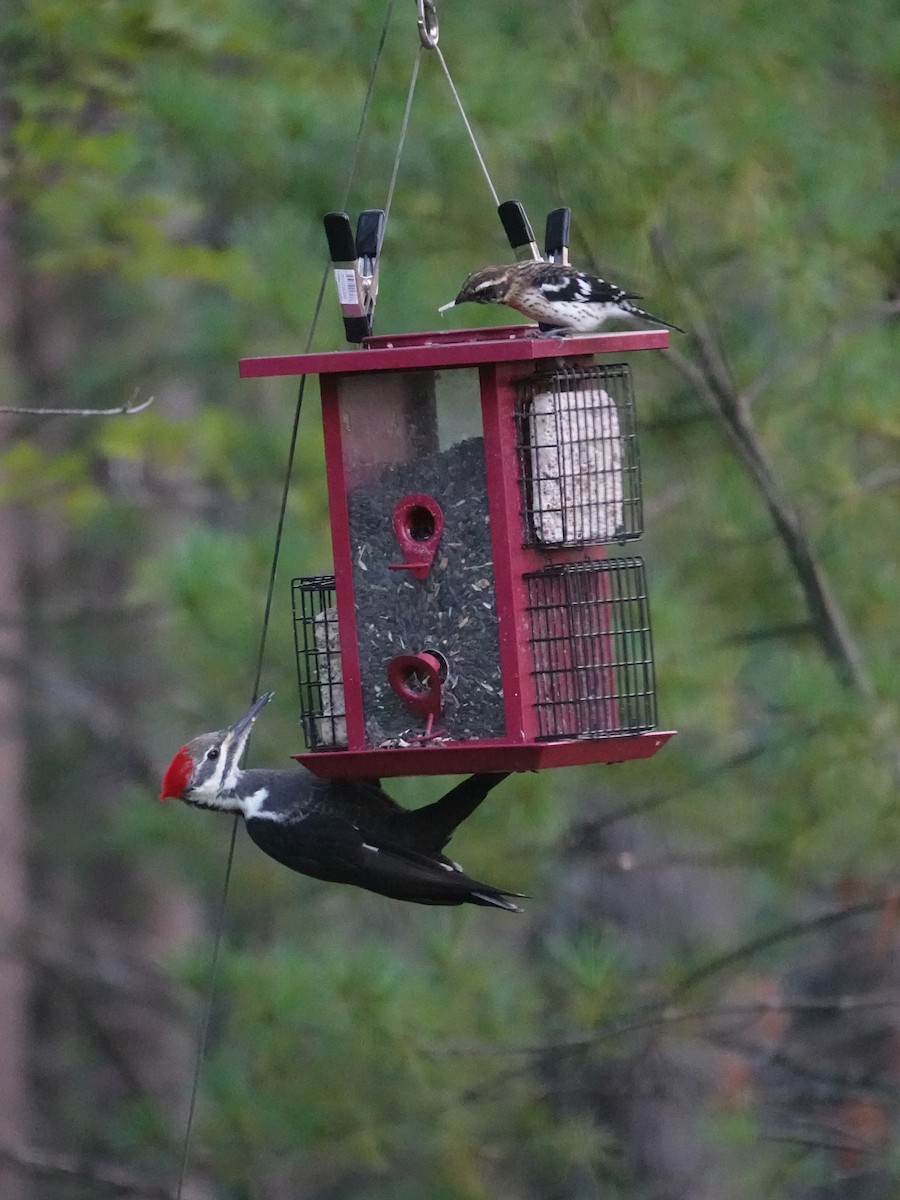 Pileated Woodpecker - ML641898855