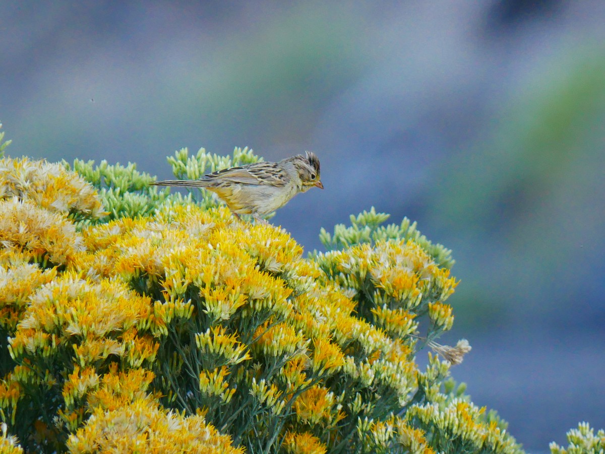 Brewer's Sparrow - ML641898857