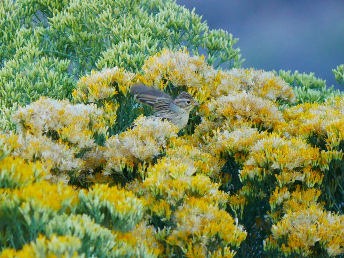 Brewer's Sparrow - ML641898858