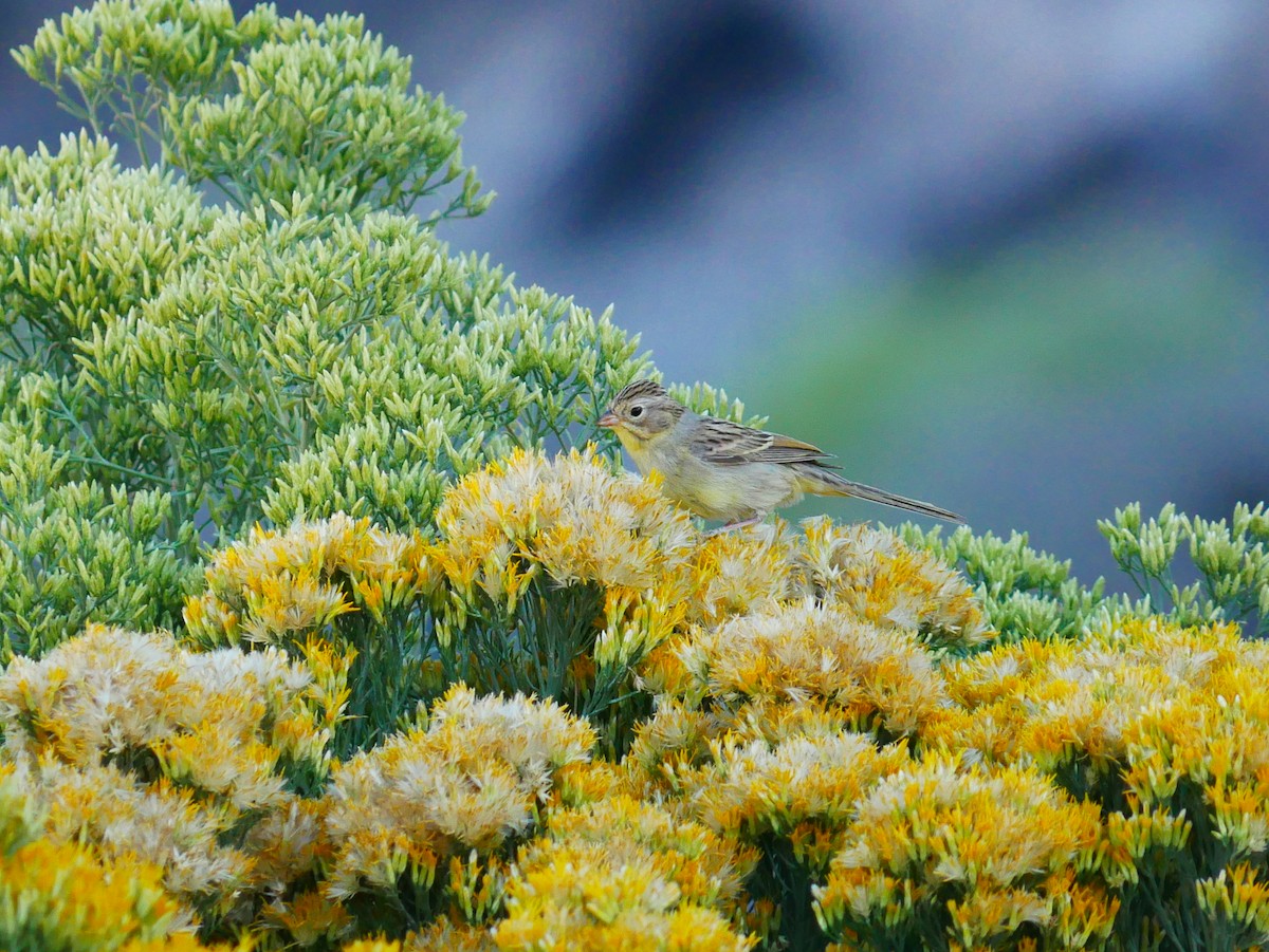 Brewer's Sparrow - ML641898859