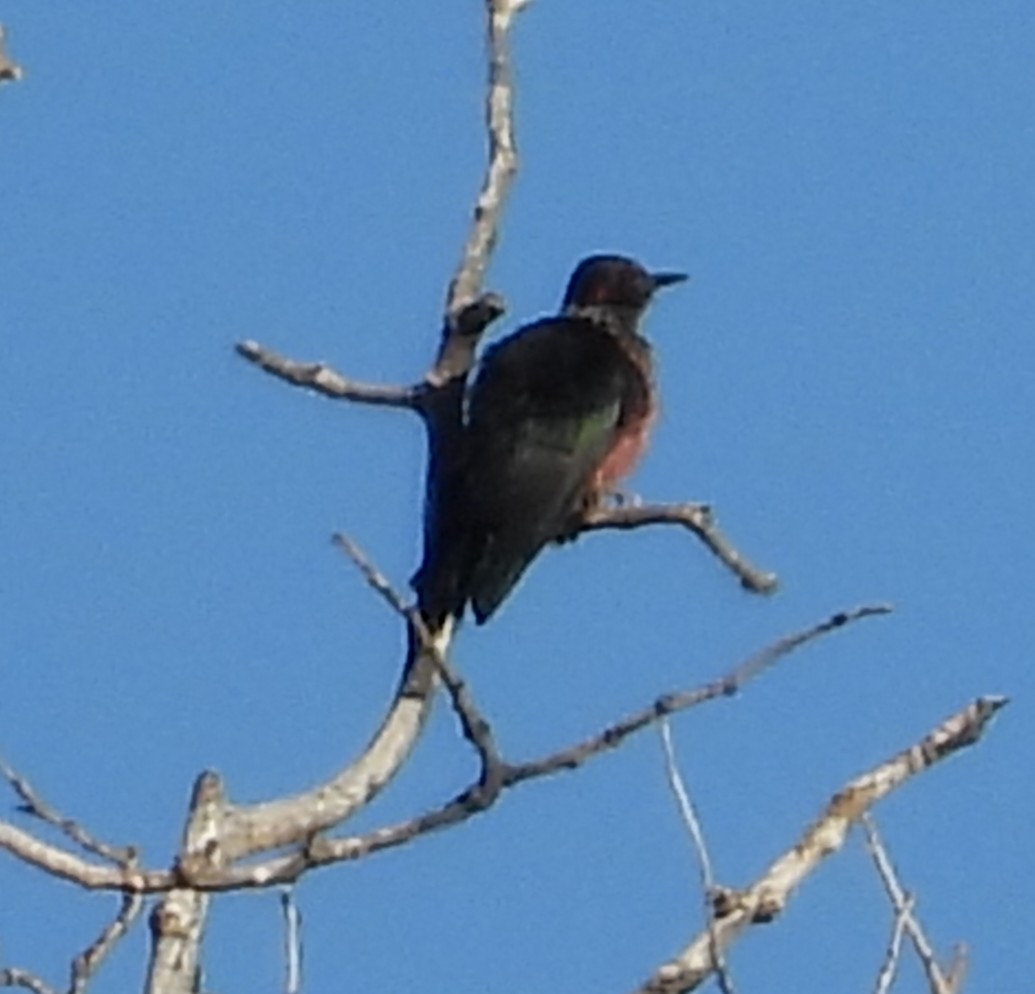 Lewis's Woodpecker - ML641898865