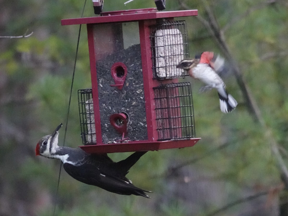 Rose-breasted Grosbeak - ML641898867
