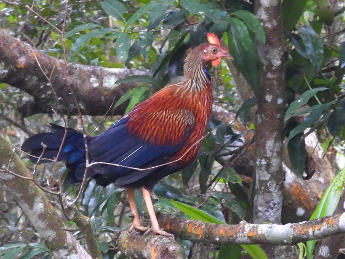 Sri Lanka Junglefowl - ML641898873