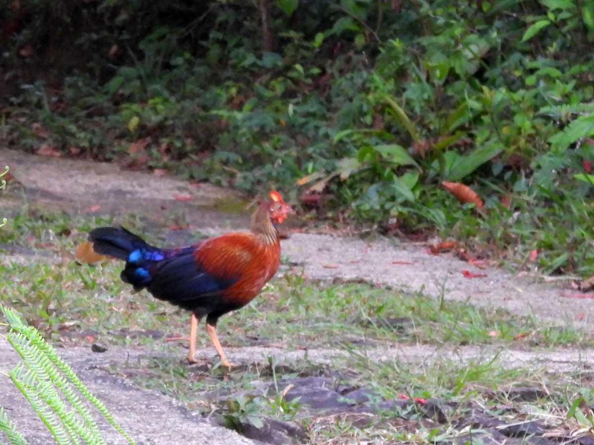 Sri Lanka Junglefowl - ML641898874