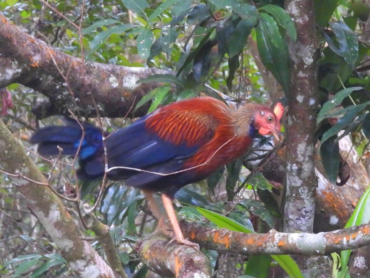 Sri Lanka Junglefowl - ML641898875