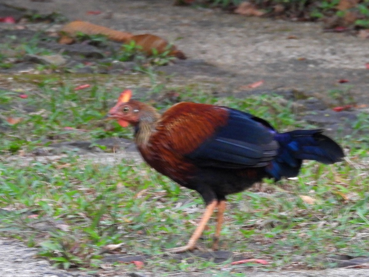 Sri Lanka Junglefowl - ML641898876