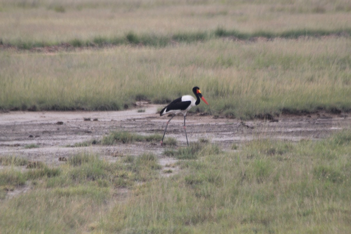 Saddle-billed Stork - ML641898877