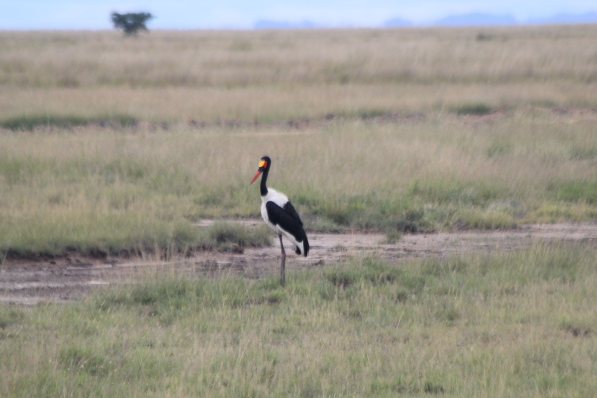 Saddle-billed Stork - ML641898879