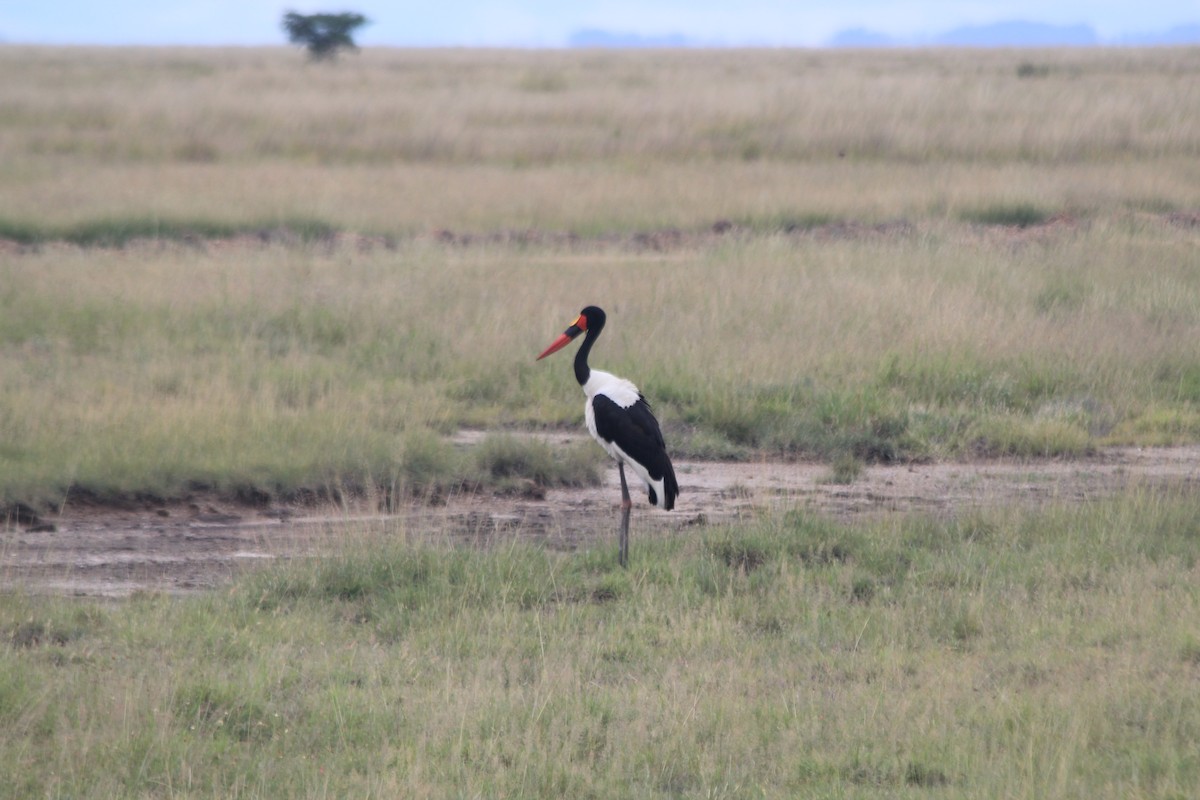 Saddle-billed Stork - ML641898880