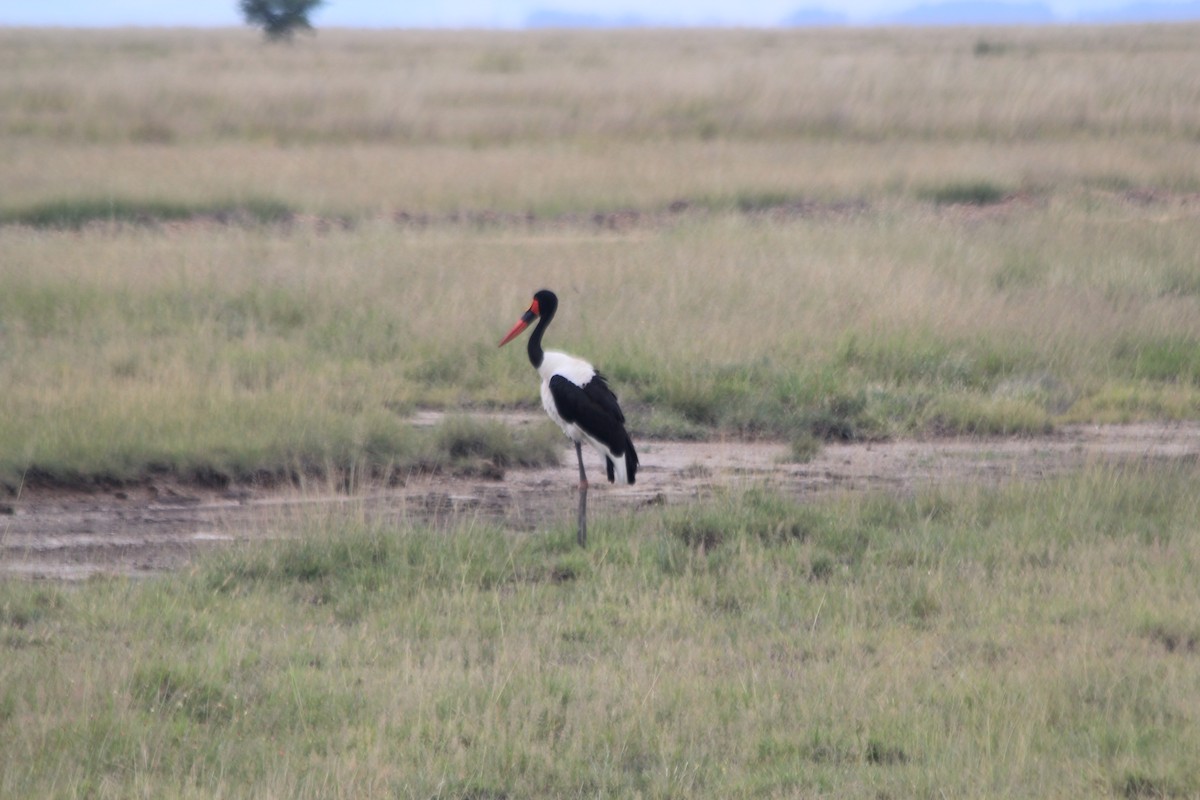 Saddle-billed Stork - ML641898881