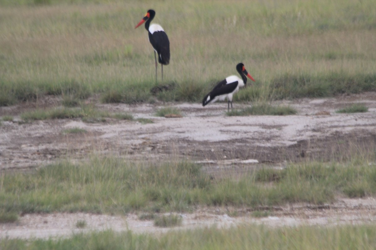 Saddle-billed Stork - ML641898882