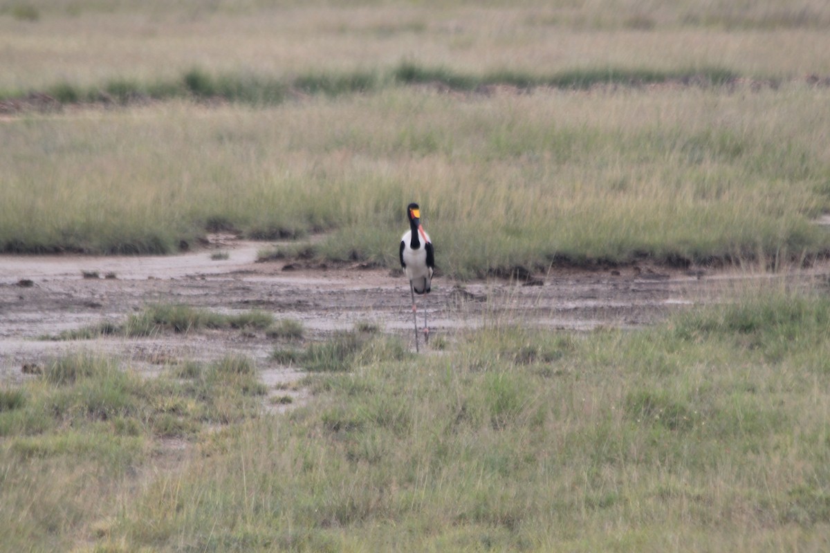 Saddle-billed Stork - ML641898884