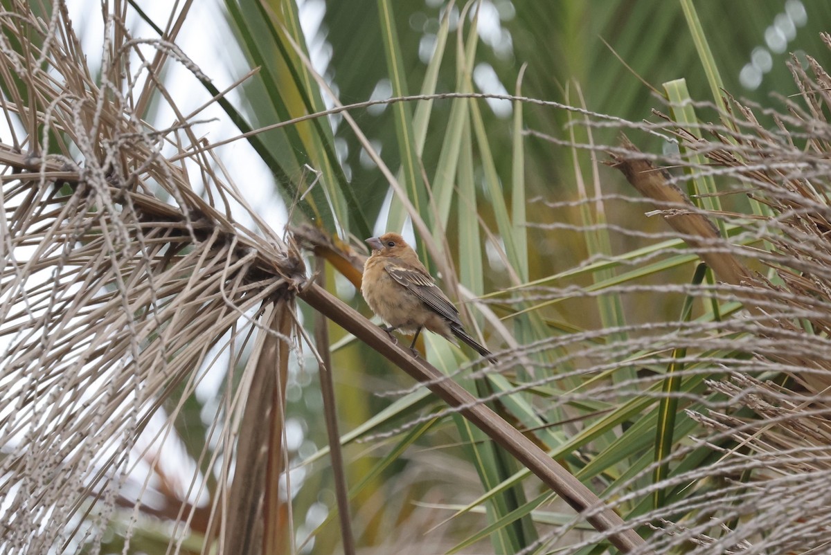 Blue Grosbeak - ML641898886
