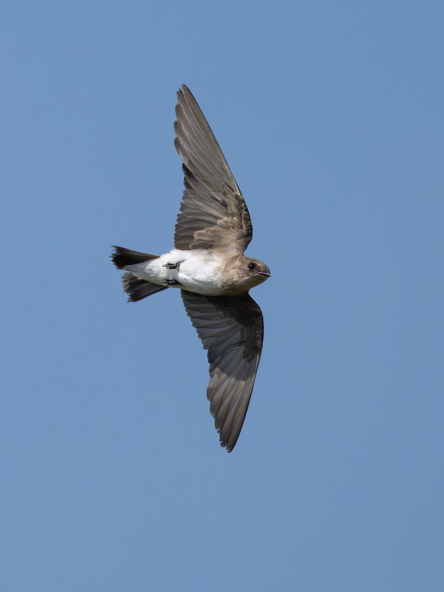 Northern Rough-winged Swallow - ML641898896