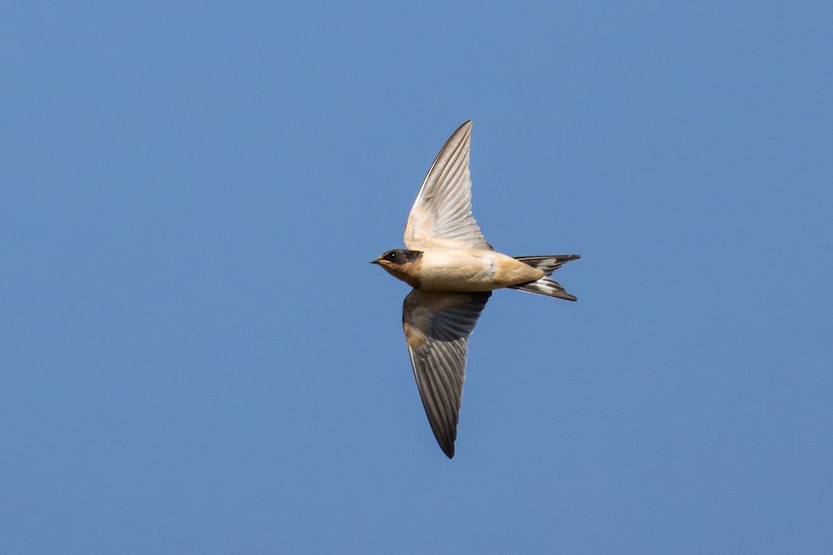 Barn Swallow - ML641898902