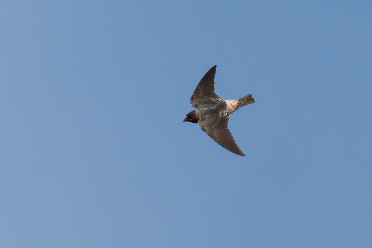 Cliff Swallow - ML641898906