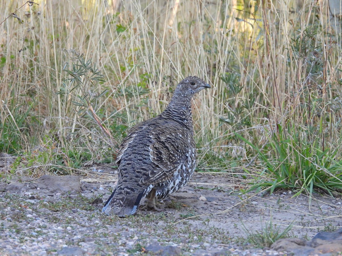 Dusky Grouse - ML641898911