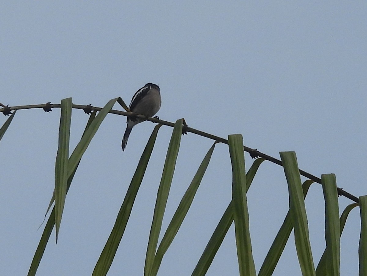 Bar-winged Flycatcher-shrike - ML641898913