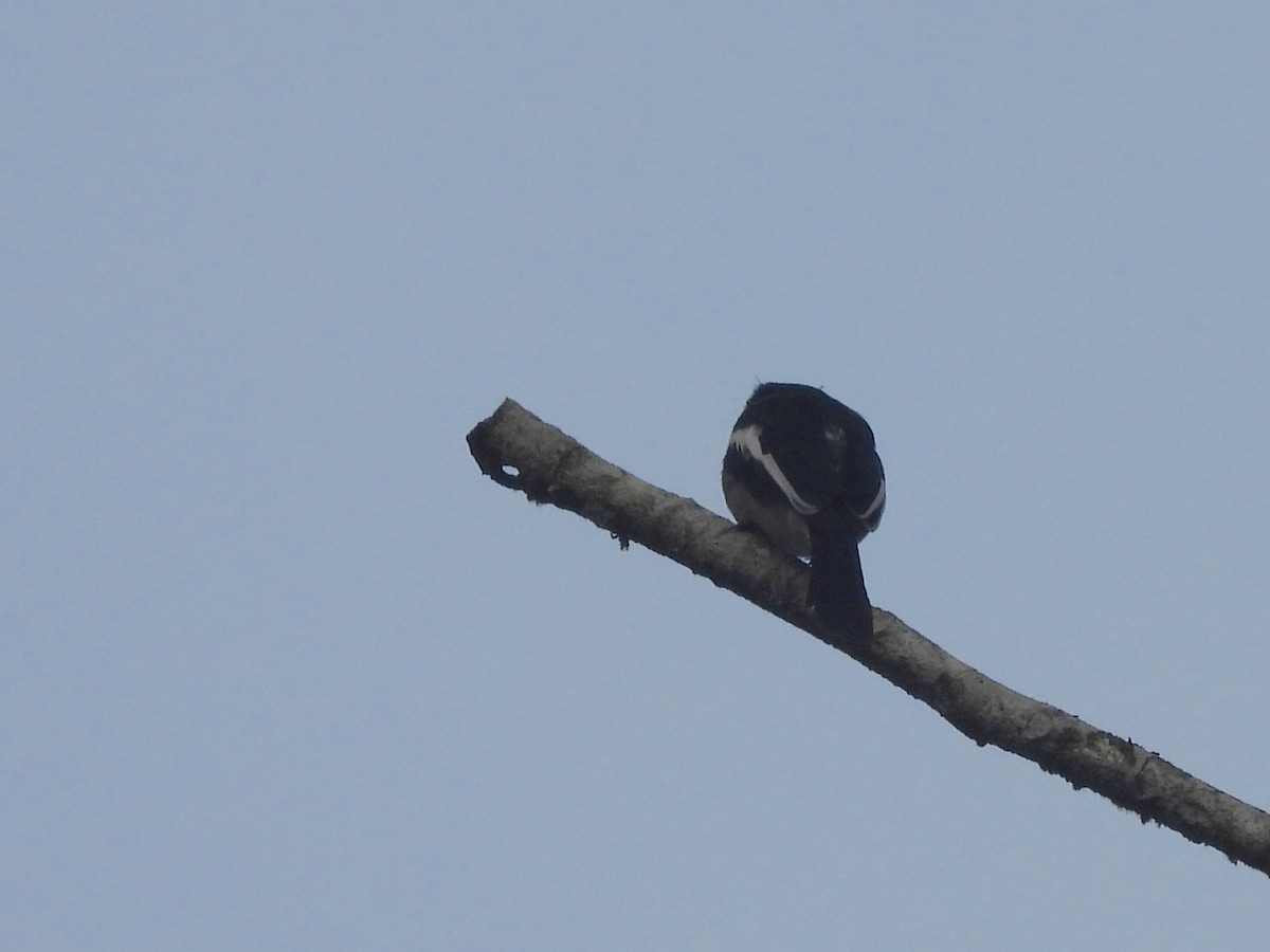 Bar-winged Flycatcher-shrike - ML641898914