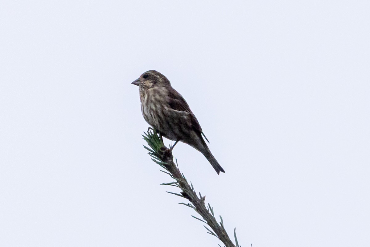 Purple Finch (Western) - ML641898924