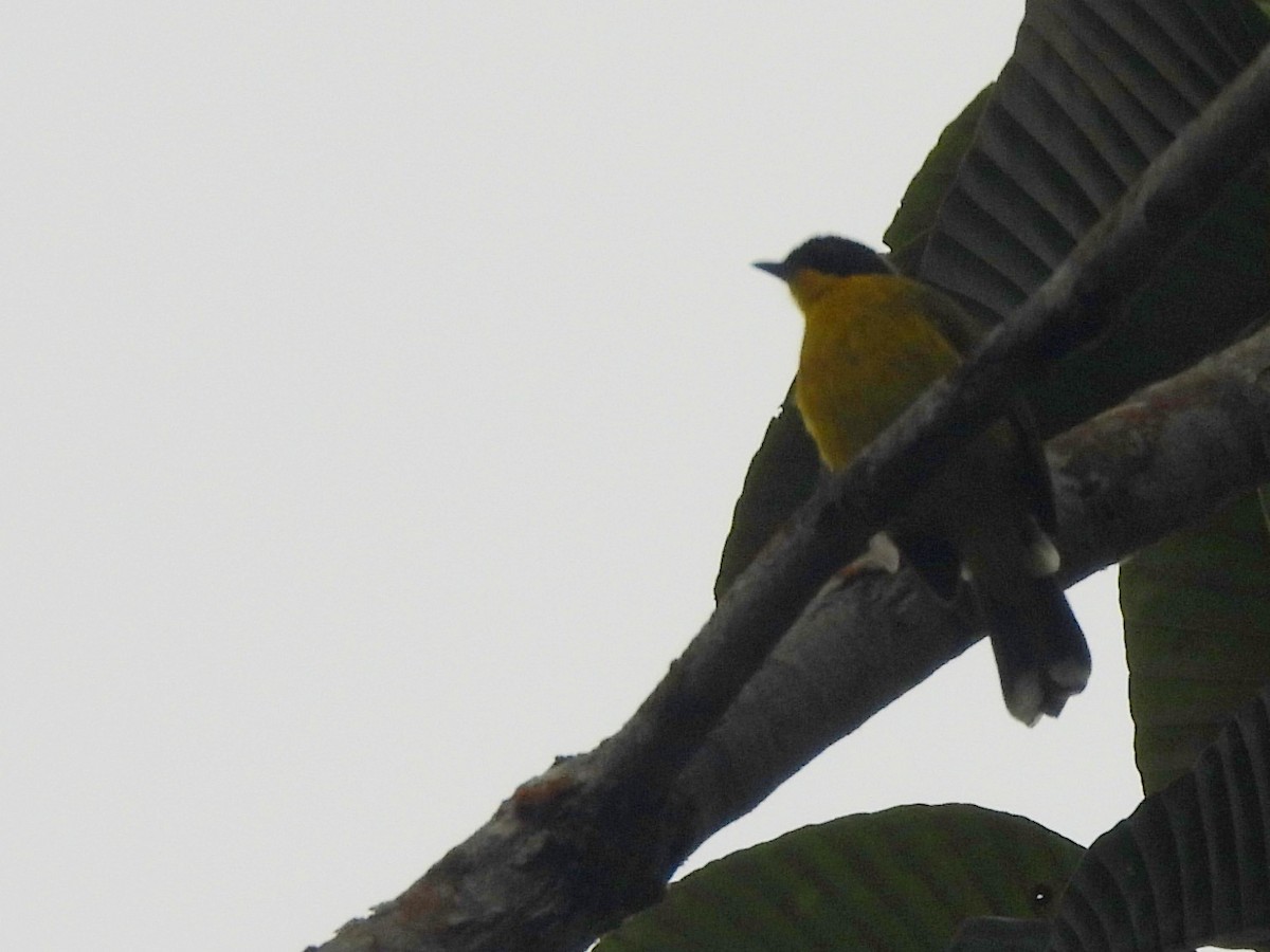 Black-capped Bulbul - ML641898926