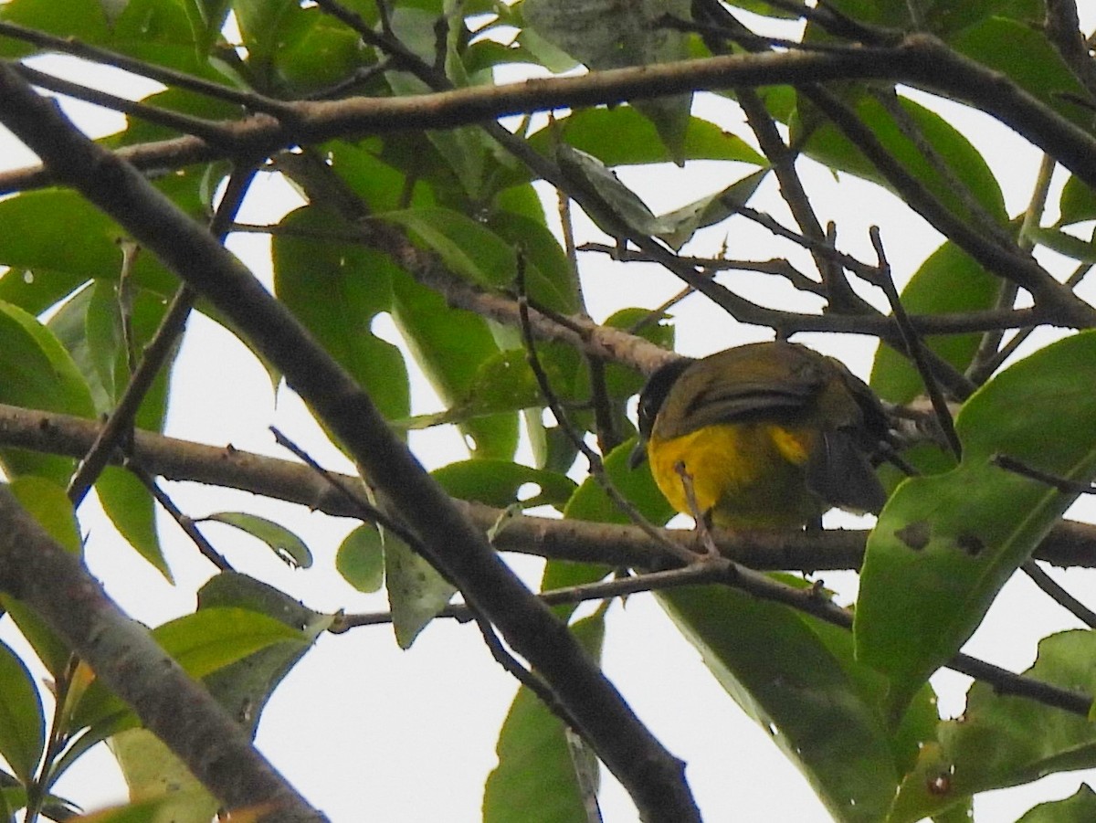 Black-capped Bulbul - ML641898927
