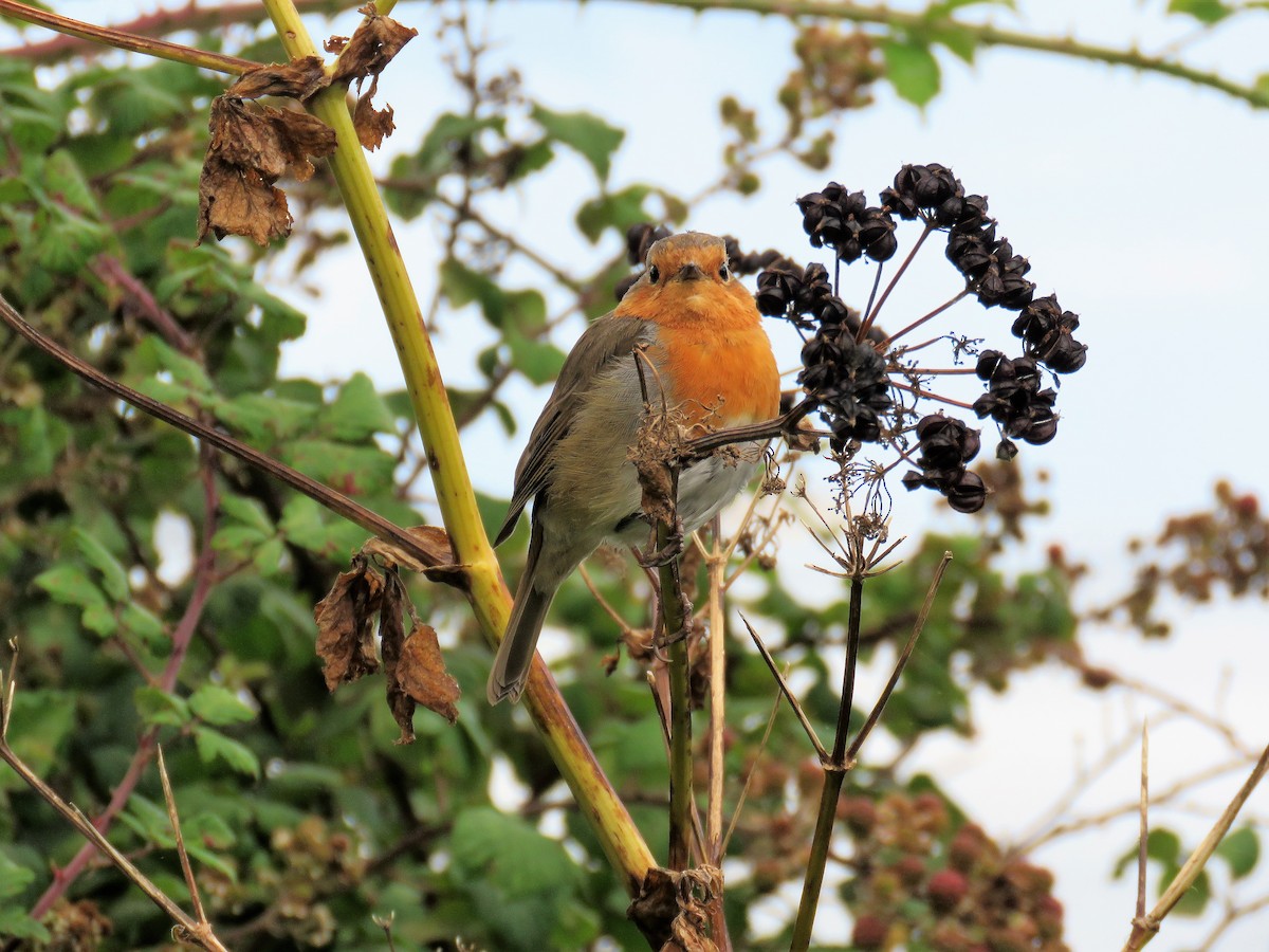 European Robin - ML641898933