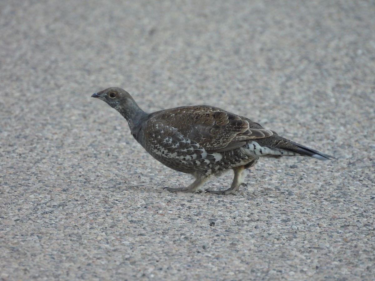 Dusky Grouse - ML641898942