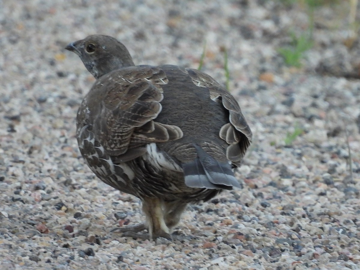 Dusky Grouse - ML641898952