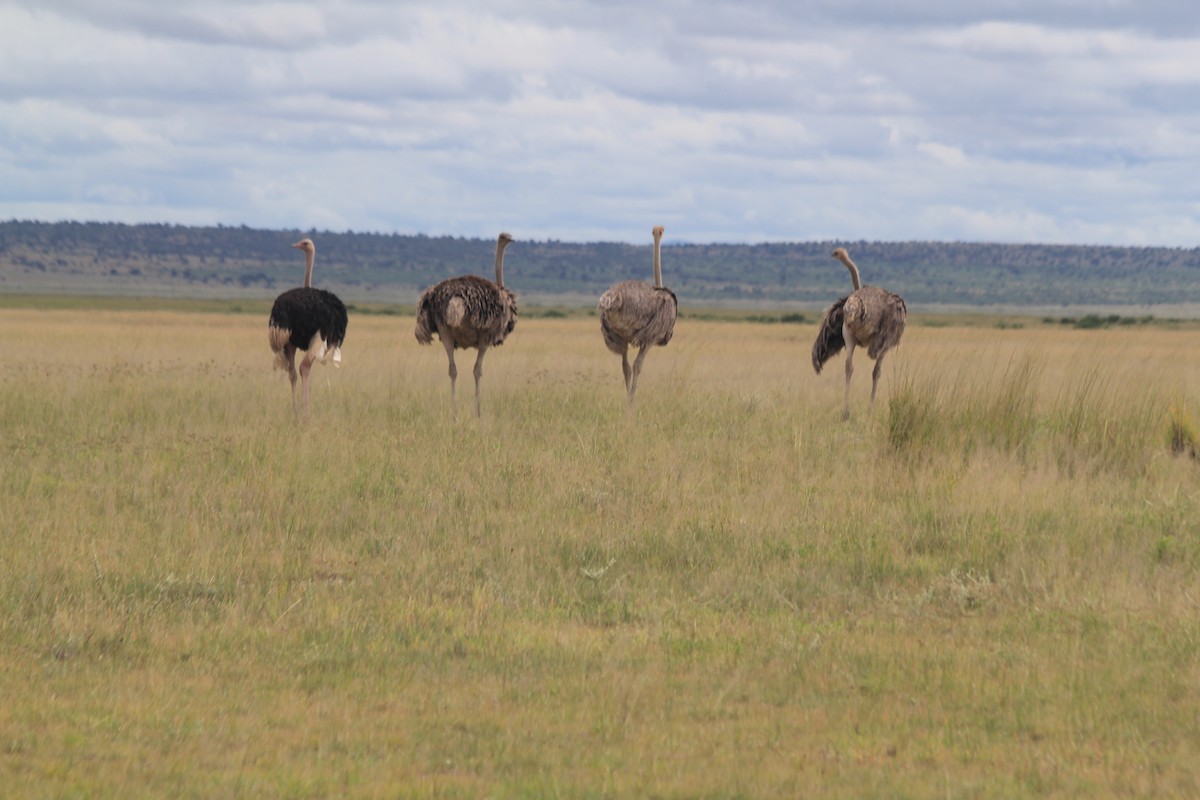Common Ostrich - ML641898955