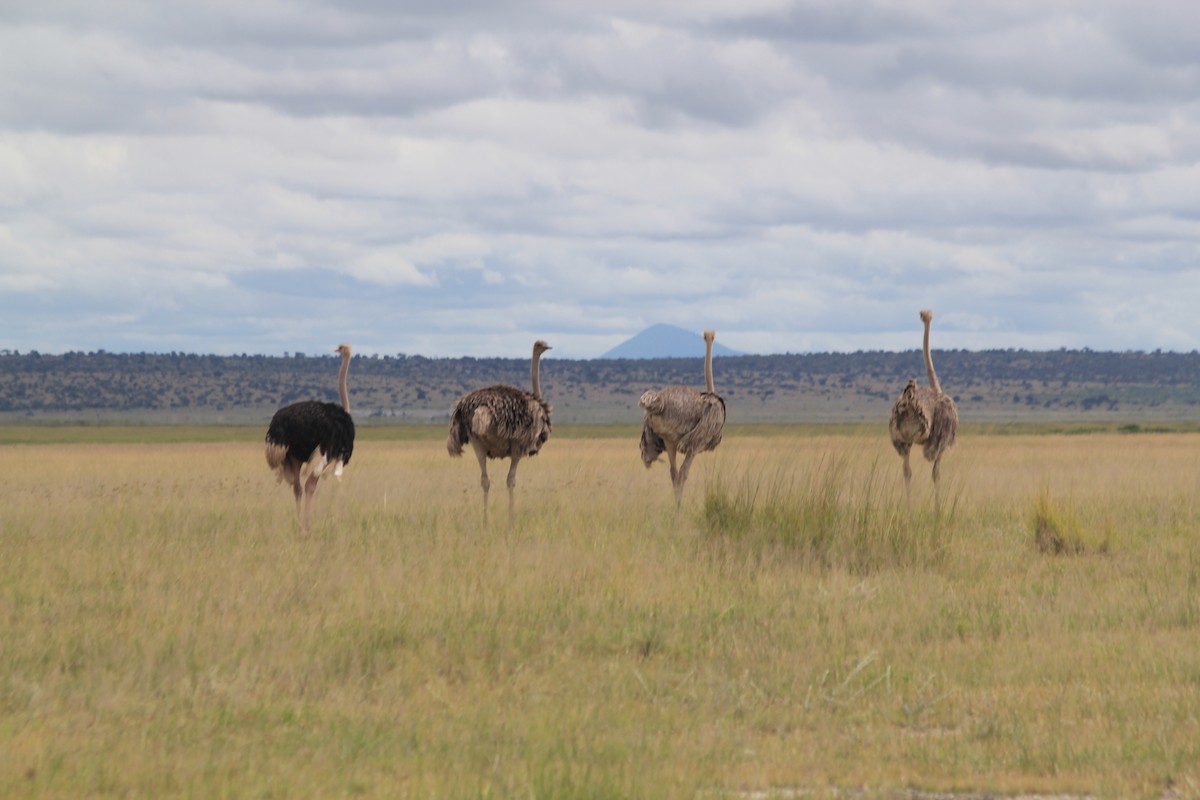 Common Ostrich - ML641898956