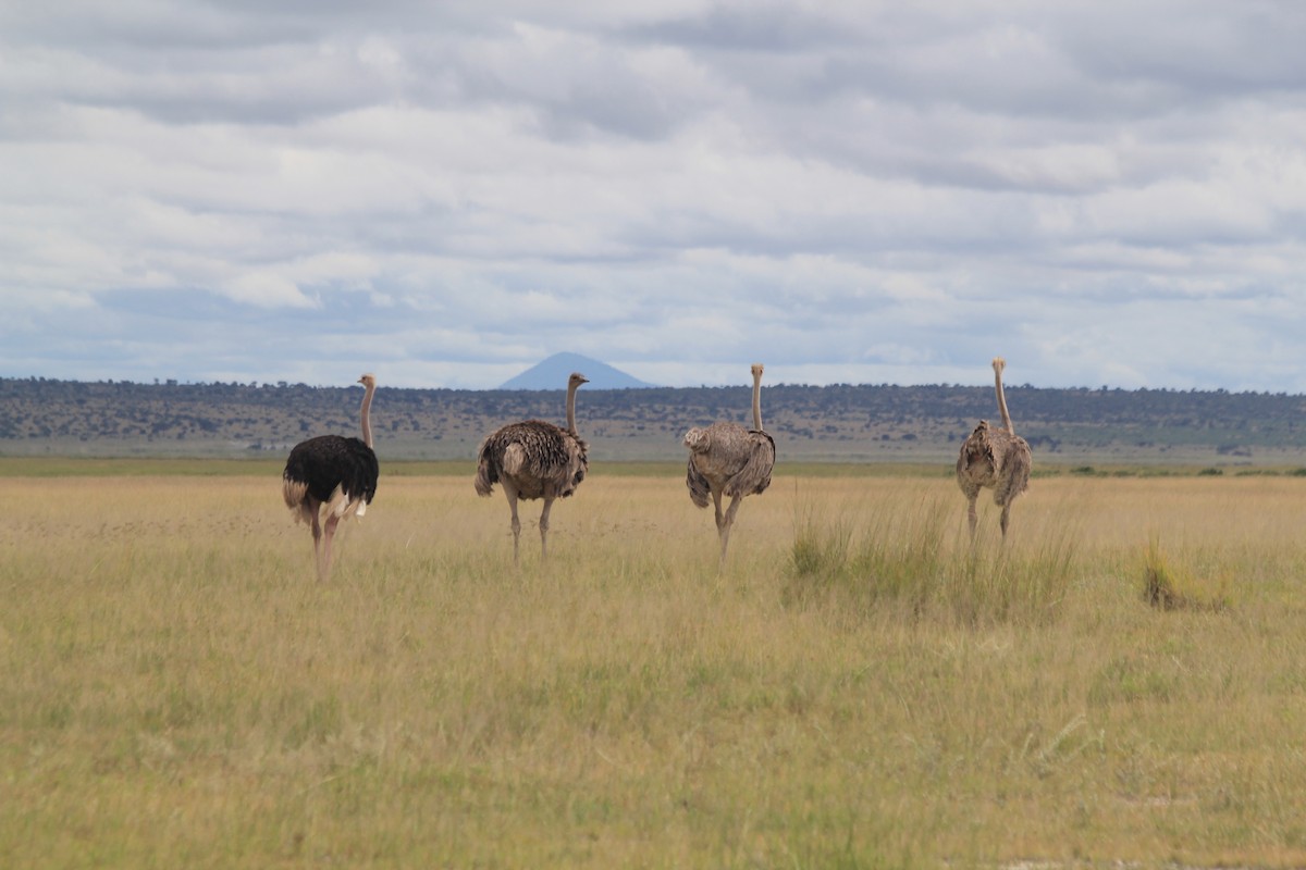Common Ostrich - ML641898957